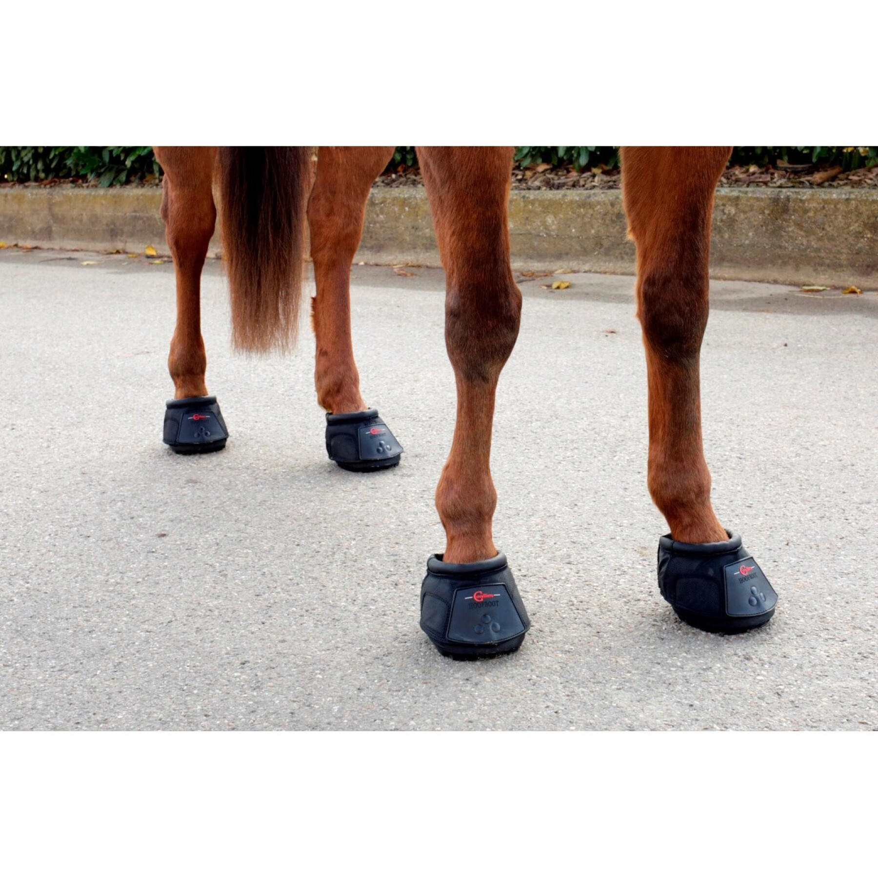 Sandaal voor paard Covalliero Hipposandale