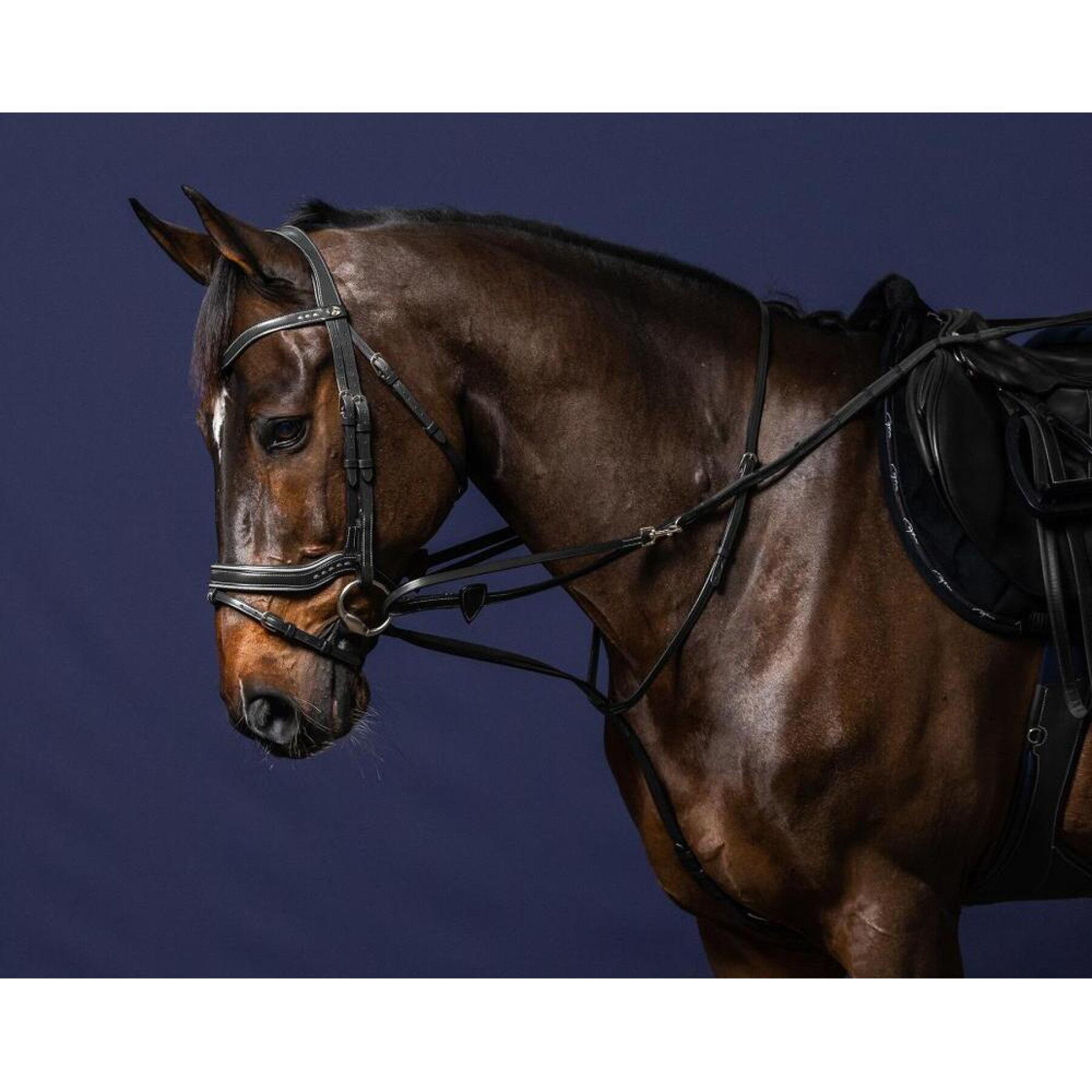 Teugels voor het longeren van paarden Dy’on Howlett
