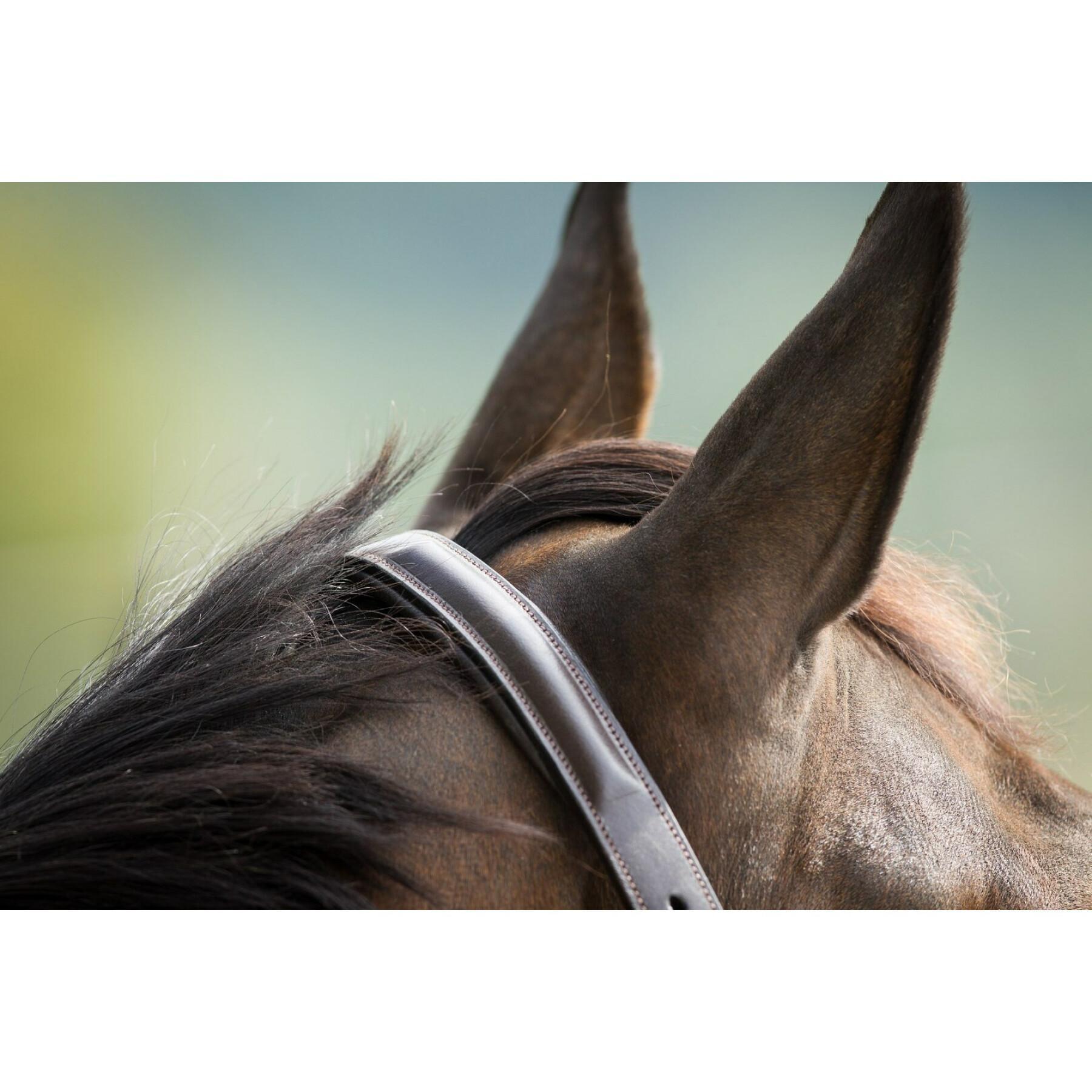 Gevoerd lederen halster voor paarden HFI Raised