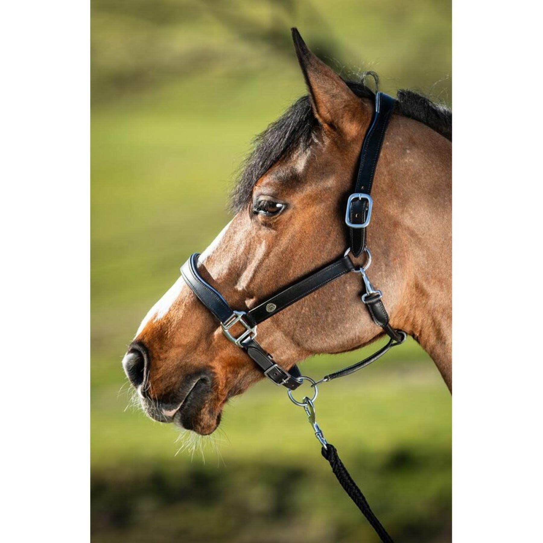 vezel Mart lancering Lederen halster voor paarden HFI Two-Tone - Lederen halsters - Halster en  leidsel - Paard in ruste