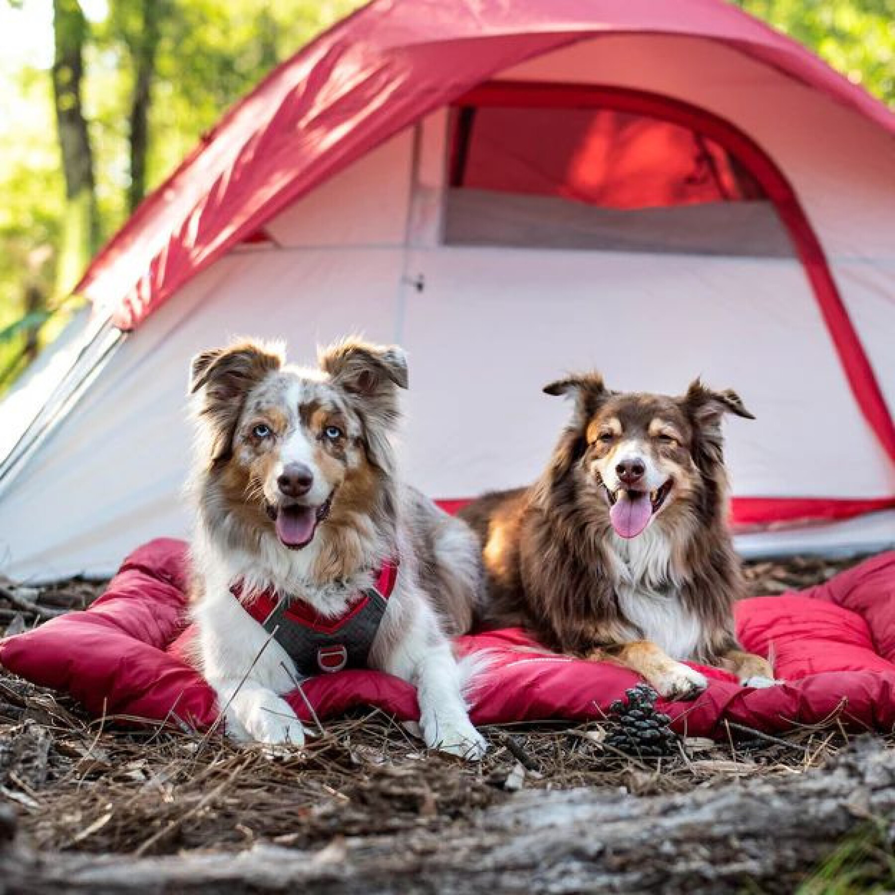 Campingdeken voor honden Kurgo