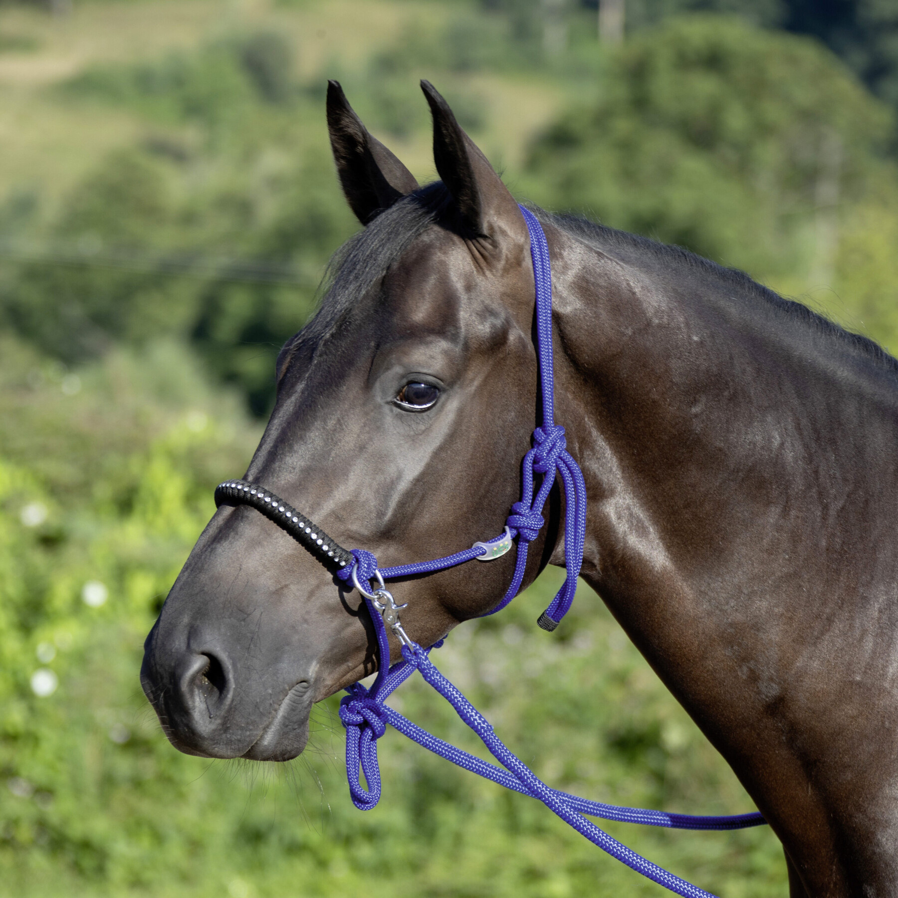 Geknoopt touwhalster met teugels voor paarden USG