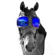 Reserve lenzen voor paardenbrillen eQuick eVysor