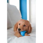 Hondenspeelgoed Nylabone Puppy Teething Dental Dino - Chicken Flavour S